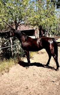 Elad� 3 �ves n�niusz m�n 