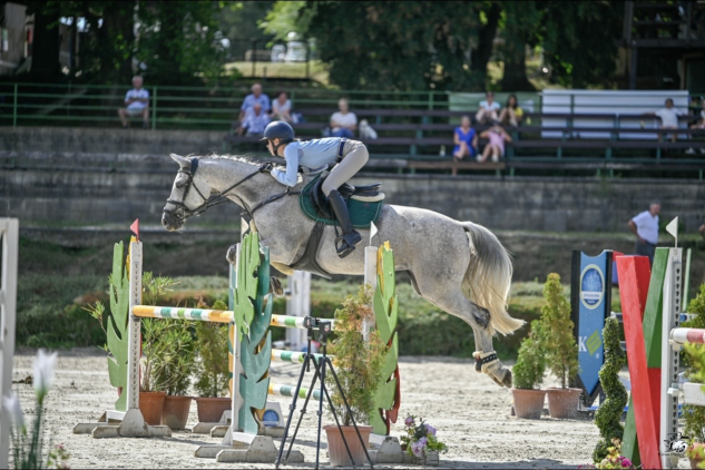 Elad� 13 �ves selle francais kanca 