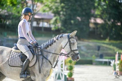 Elad� 13 �ves selle francais kanca 