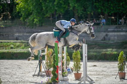 Elad� 13 �ves selle francais kanca 