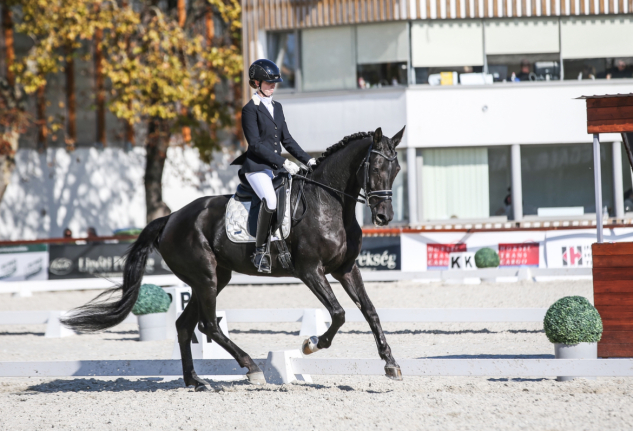 Elad� 13 �ves holland sportl�/KWPN kanca 