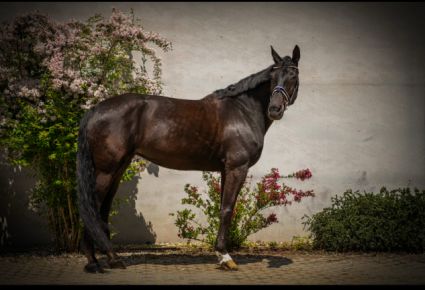 Elad� 13 �ves holland sportl�/KWPN kanca 