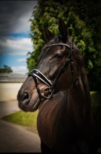 Elad� 13 �ves holland sportl�/KWPN kanca 