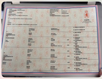 Elad� 13 �ves holland sportl�/KWPN kanca 