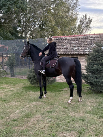 Elad� 6 �ves magyar sportf�lv�r kanca 