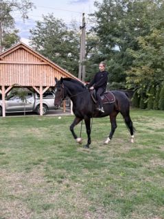 Elad� 6 �ves magyar sportf�lv�r kanca 