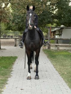 Elad� 6 �ves magyar sportf�lv�r kanca 