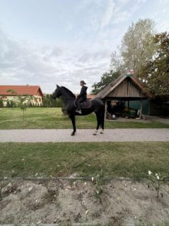 Elad� 6 �ves magyar sportf�lv�r kanca 