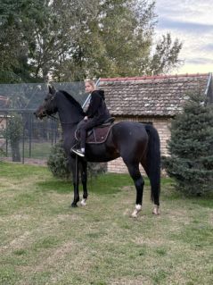 Elad� 6 �ves magyar sportf�lv�r kanca 