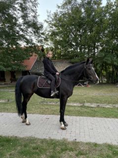 Elad� 6 �ves magyar sportf�lv�r kanca 