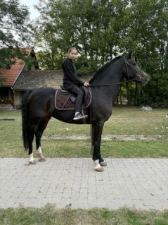 Elad� 6 �ves magyar sportf�lv�r kanca 