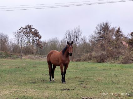 Kiváló származású csikó