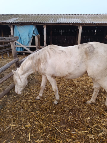 Elad� 4 �ves magyar f�lv�r m�n 