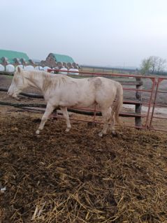 Elad� 4 �ves magyar f�lv�r m�n 