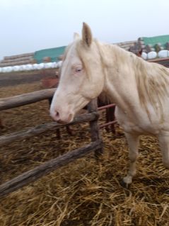 Elad� 4 �ves magyar f�lv�r m�n 