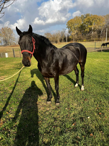 Elad� 9 �ves oldenburgi kanca 