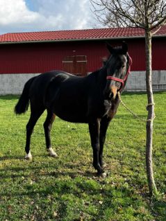 Elad� 9 �ves oldenburgi kanca 