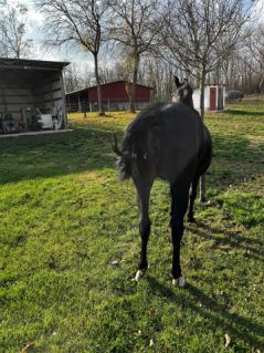 Elad� 9 �ves oldenburgi kanca 