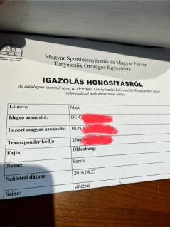 Elad� 9 �ves oldenburgi kanca 