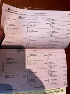 Elad� 9 �ves oldenburgi kanca 