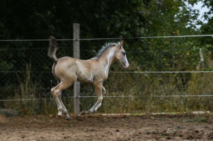 Elad� 2 �ves magyar f�lv�r kanca 