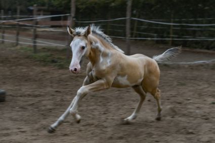 Elad� 2 �ves magyar f�lv�r kanca 