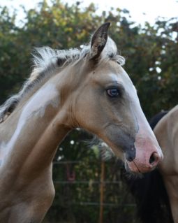 Elad� 2 �ves magyar f�lv�r kanca 