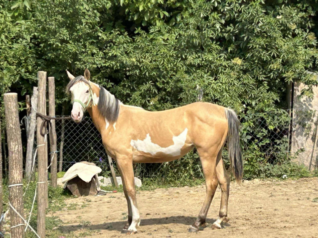 Elad� 2 �ves magyar f�lv�r kanca 