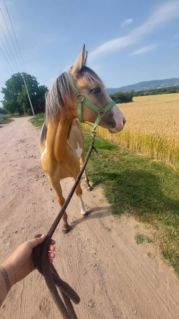 Elad� 2 �ves magyar f�lv�r kanca 