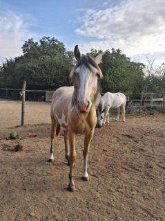 Elad� 2 �ves magyar f�lv�r kanca 