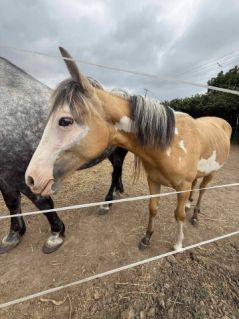 Elad� 2 �ves magyar f�lv�r kanca 