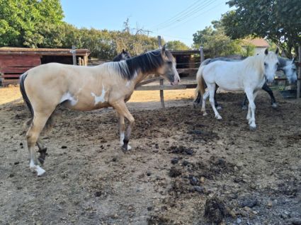 Elad� 2 �ves magyar f�lv�r kanca 