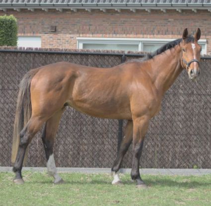 Elad� 5 �ves belga melegv�r� her�lt 