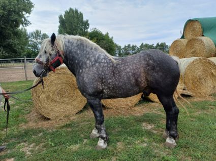 Elad� 6 h�napos hidegv�r� m�n 