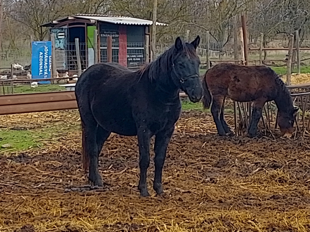 Elad� 3 �ves sodrott kanca 