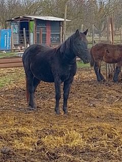 Elad� 3 �ves sodrott kanca 