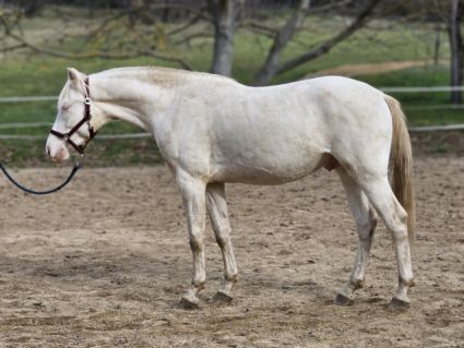 Elad� 3 �ves belga melegv�r� m�n 