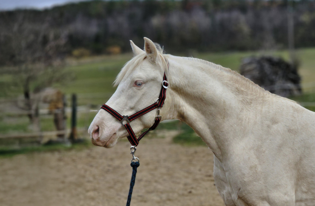 Elad� 3 �ves belga melegv�r� m�n 