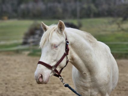 Elad� 3 �ves belga melegv�r� m�n 