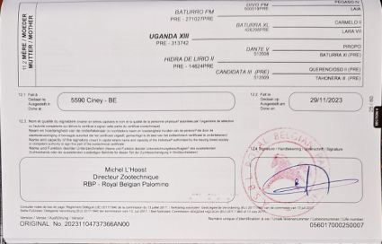 Elad� 3 �ves belga melegv�r� m�n 