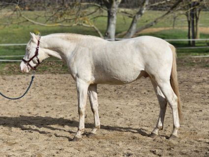 Elad� 3 �ves belga melegv�r� m�n 