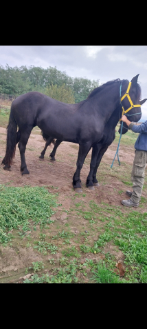 Elad� 3 �ves fr�z kanca 