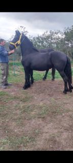 Elad� 3 �ves fr�z kanca 