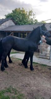 Elad� 3 �ves fr�z kanca 