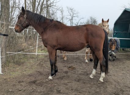 Elad� 4 �ves akhal-teke her�lt 