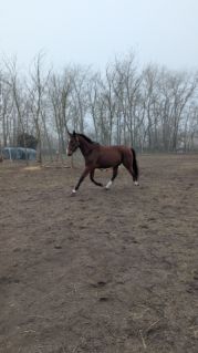 Elad� 4 �ves akhal-teke her�lt 