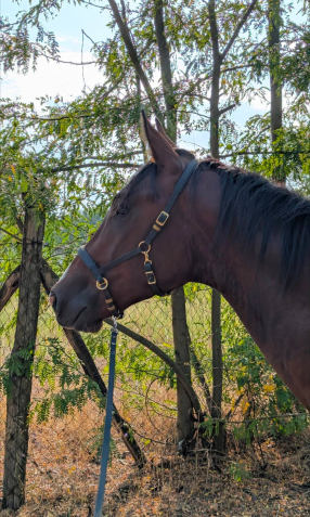 Elad� 4 �ves akhal-teke her�lt 