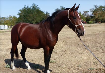 Elad� 4 �ves akhal-teke her�lt 