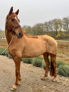 Elad� 5 �ves magyar sportf�lv�r kanca 