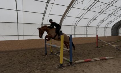 Elad� 5 �ves magyar sportf�lv�r kanca 